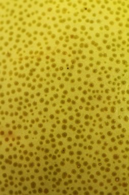 pamelo - egzotik narenciye meyve