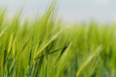 Yeşil buğday
