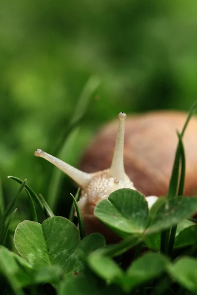 Snail. Helix pomatia. — Stock Photo, Image