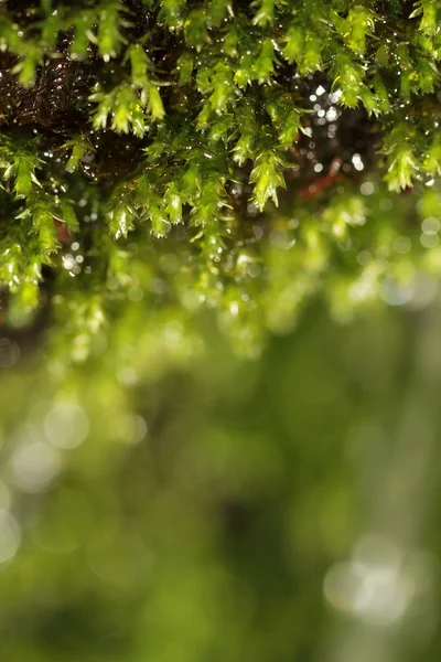 Fresh moss macro — Stock Photo, Image