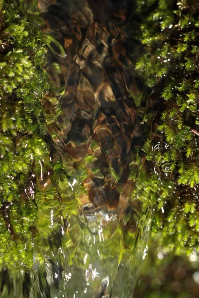 Macro de musgo fresco — Foto de Stock