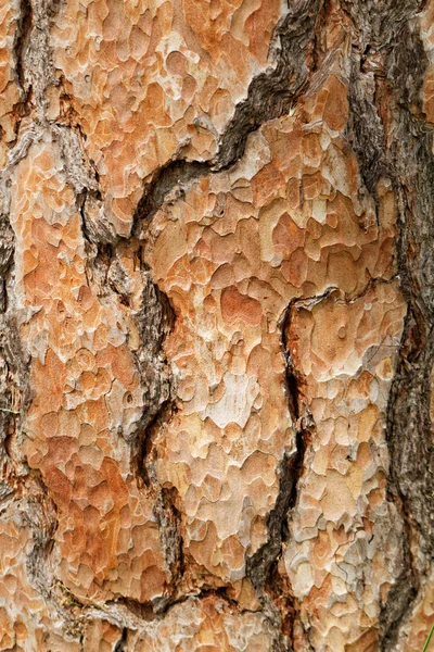 Wooden texture. Macro pine tree — Stock Photo, Image