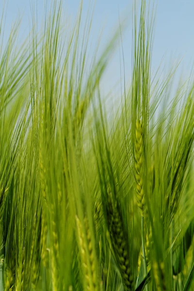 Trigo verde — Foto de Stock