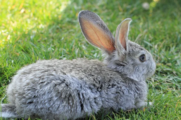 Graues Kaninchen — Stockfoto