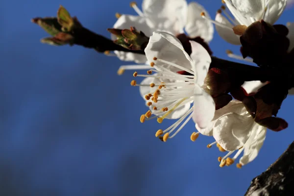 Fleur de cerisier contre — Photo