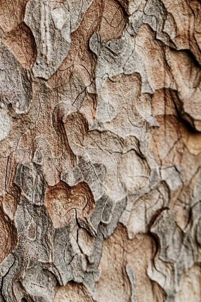 Wooden texture. Macro pine tree — Stock Photo, Image