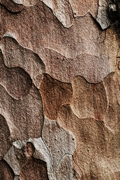 Деревянная текстура. Макрососна — стоковое фото