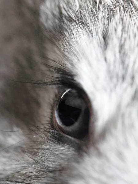 Кроличьи глаза — стоковое фото