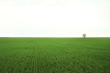 ağaç üzerinde yeşil alan