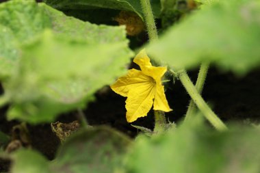 Salatalık çiçeği