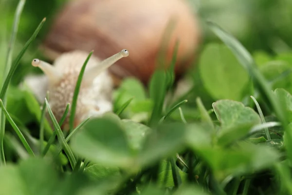 Caracol. Helix pomatia . — Foto de Stock