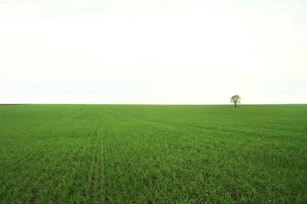 Boom op groen veld — Stockfoto