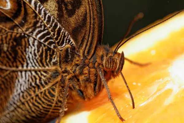 Fotografia macro de uma borboleta — Fotografia de Stock