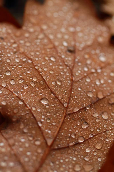 Opadłych liści pokryta krople deszczu — Zdjęcie stockowe