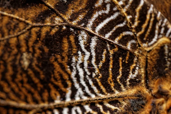 Macro photograph of a butterfly wing — Stock Photo, Image