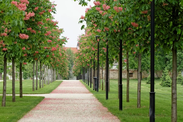 Kastanjeboom langs het traject — Stockfoto