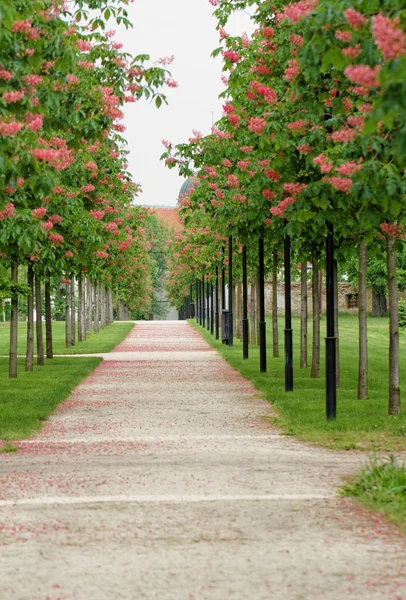 Kastanjeboom langs het traject — Stockfoto