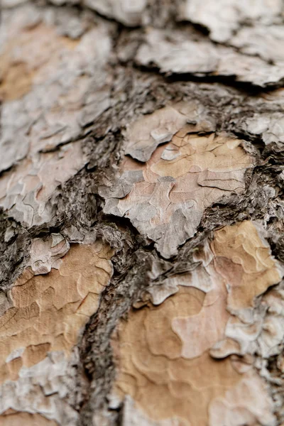 Texture en bois. Macro pin — Photo