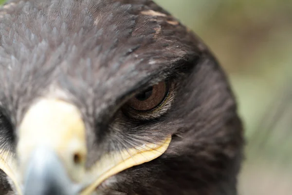 Águila estepa — Foto de Stock