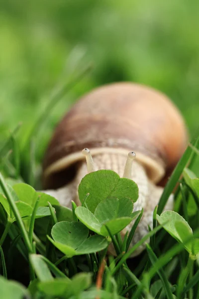 달팽이입니다. 나선 pomatia. — 스톡 사진