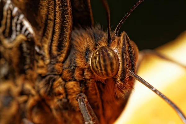 Macro fotografía de una mariposa — Foto de Stock