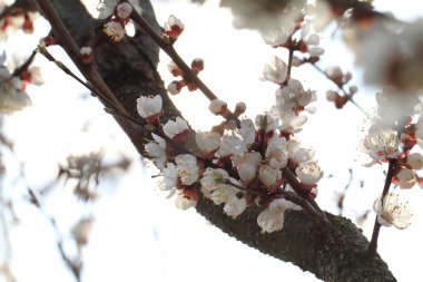 karşı kiraz çiçeği