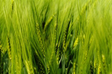 Yeşil buğday