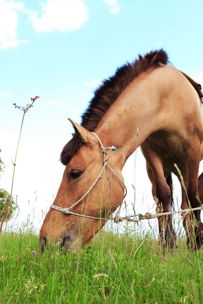 Brown horse — Stock Photo, Image