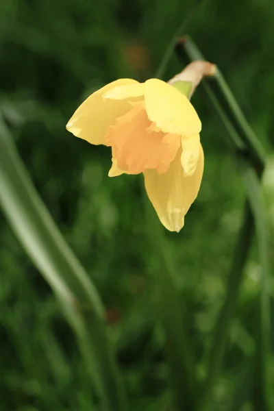 Narcisos flores —  Fotos de Stock