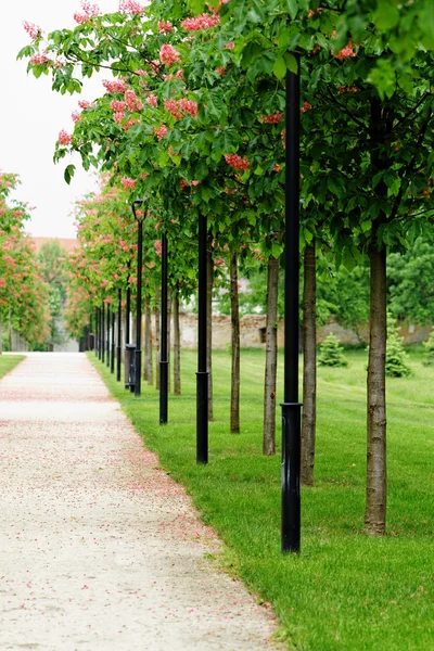 Chestnut tree along the pathway — Stock Photo, Image