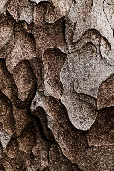 Texture en bois. Macro pin — Photo