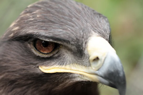 Águila estepa — Foto de Stock