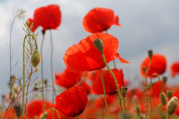 Red poppies — Stock Photo, Image