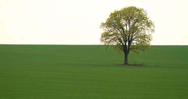 Árvore no campo verde — Fotografia de Stock