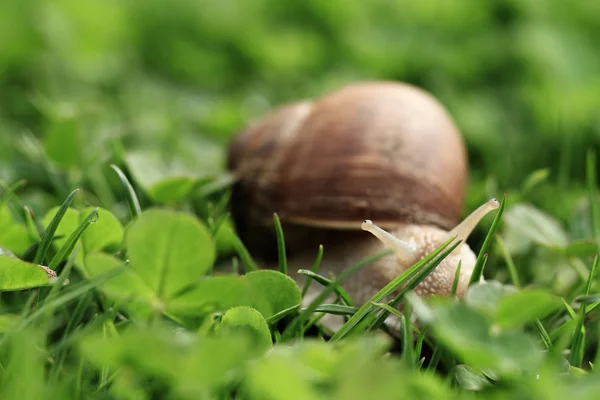 Salyangoz. Helix pomatia. — Stok fotoğraf