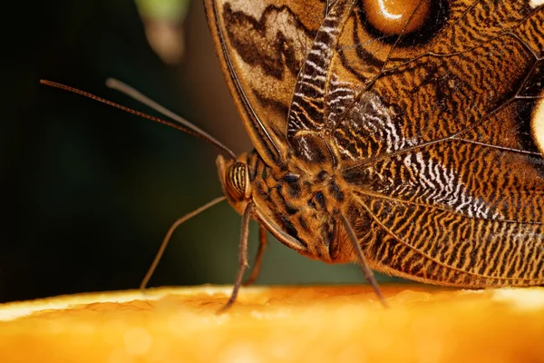 Fotografia macro de uma borboleta — Fotografia de Stock