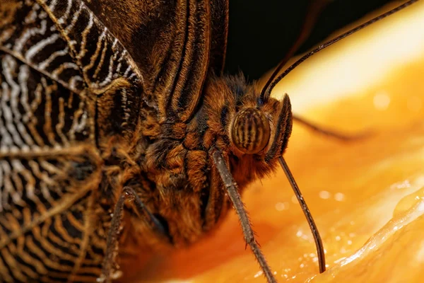 Fotografia macro de uma borboleta — Fotografia de Stock