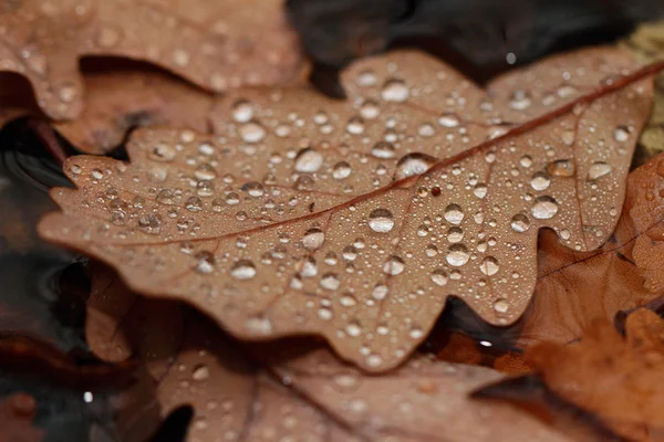 Hojas caídas cubiertas con gotas de lluvia — Foto de Stock