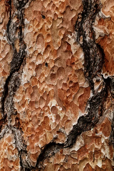 Texture en bois. Macro pin — Photo