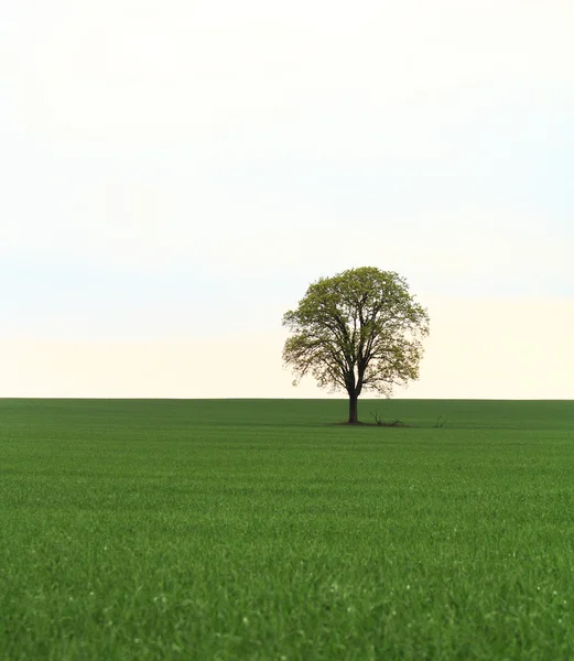 Arbre sur champ vert — Photo