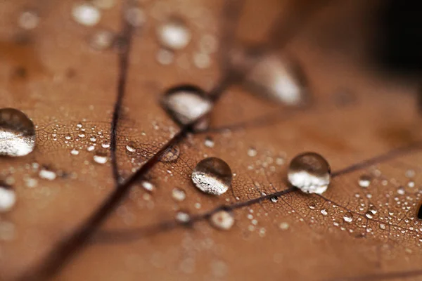 Hojas caídas cubiertas con gotas de lluvia — Foto de Stock