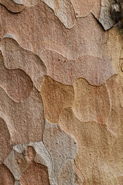 Wooden texture. Macro pine tree — Stock Photo, Image