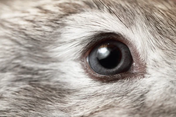 Rabbit eye — Stock Photo, Image