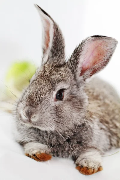 Gray rabbit — Stock Photo, Image