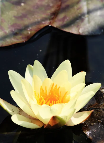 Yellow water lily — Stock Photo, Image