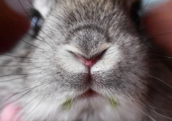 Кролик рот і ніс — стокове фото