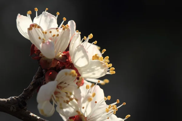 Cherry blossom against — Stock Photo, Image