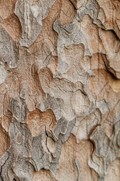 Wooden texture. Macro pine tree — Stock Photo, Image