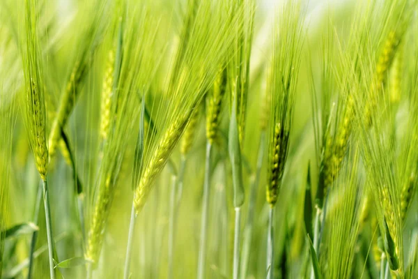 Grüner Weizen — Stockfoto