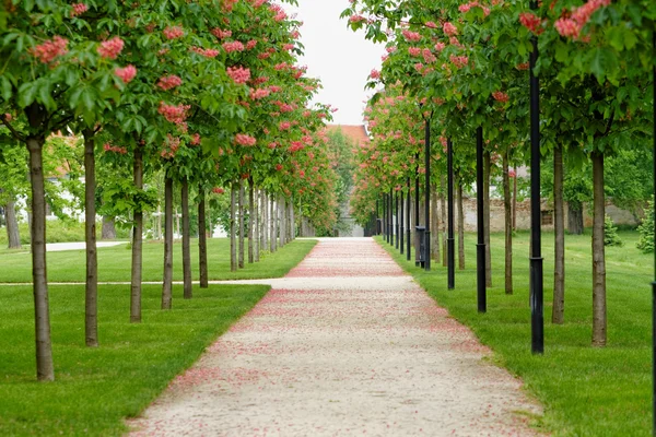 Chestnut tree along the pathway — Stock Photo, Image